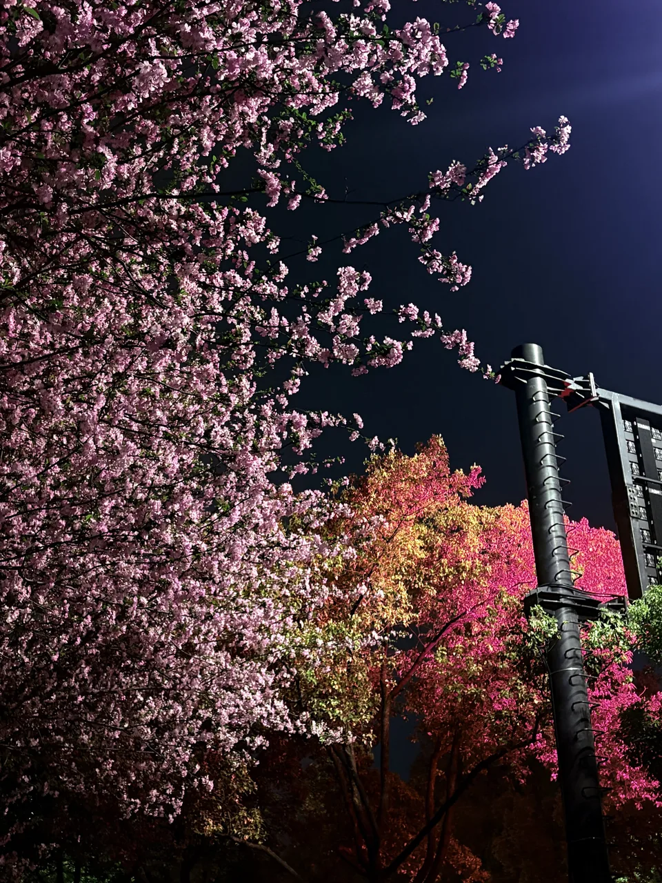 夜色中盛开的粉色花朵