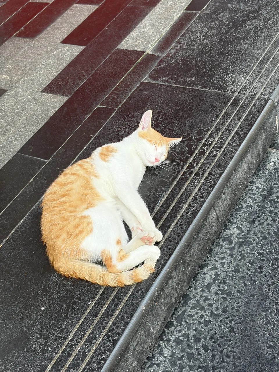 台阶上闭眼休息的橘白猫
